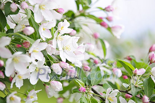 Blooming apple tree branches in spring orchard