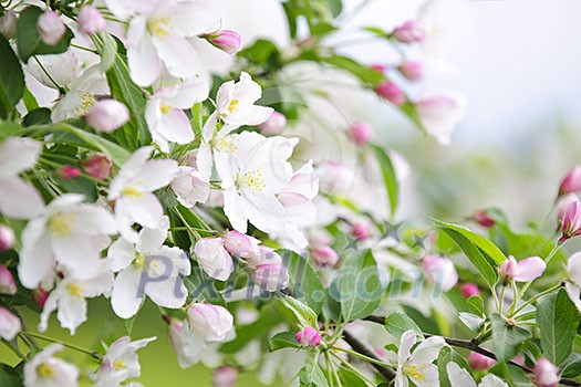 Blooming apple tree branches in spring orchard Blooming apple tree branches in spring orchard