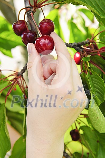 Hand picking fresh cherries from cherry tree