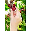 Hand picking fresh cherries from cherry tree