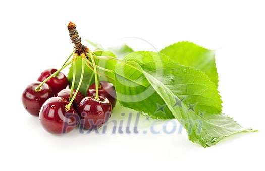 Bunch of fresh cherries with leaves on white background
