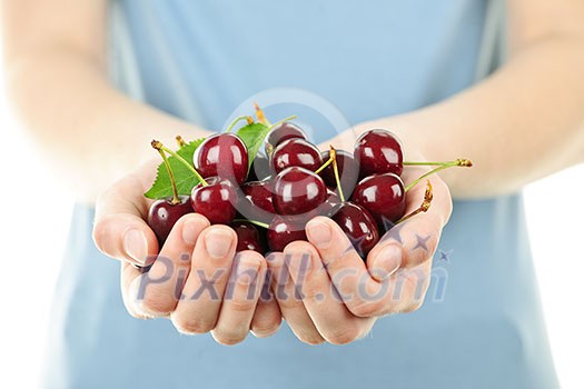 Two hands holding bunch of fresh cherries