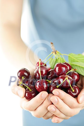 Two hands holding bunch of fresh cherries