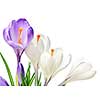 White and purple spring crocus flowers isolated on white background