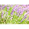 Botanical background of blooming purple lavender herb in a garden