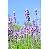 Lavender herb blooming in a garden with blue sky