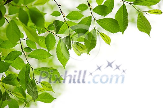 Green spring leaves isolated on white background