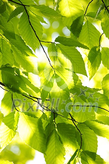 Green spring tree leaves in sunshine, natural background