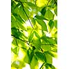 Green spring tree leaves in sunshine, natural background