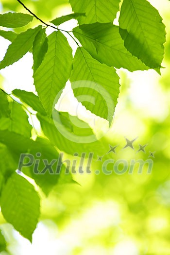 Green spring tree leaves  in clean environment, natural background