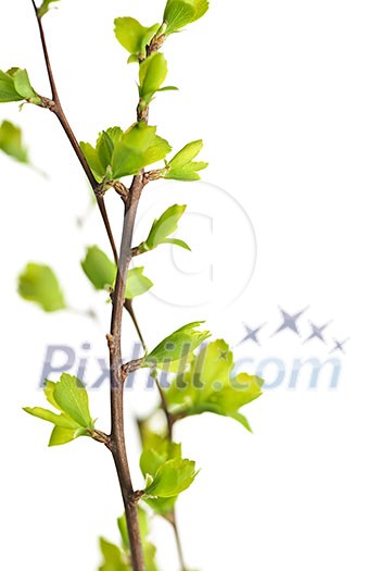 Branches with young green spring leaves budding isolated on white