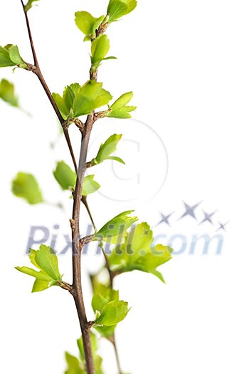 Branches with young green spring leaves budding isolated on white Branches with young green spring leaves budding isolated on white
