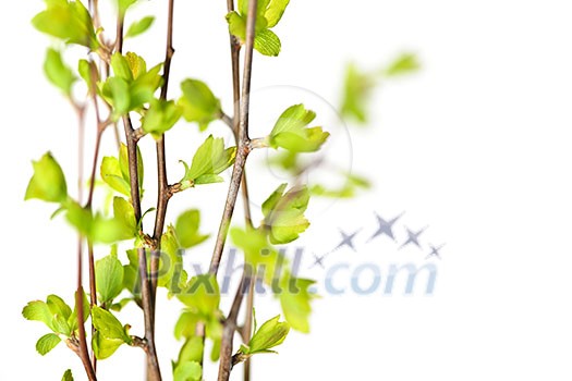 Branches with young green spring leaves budding isolated on white