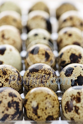 Many small spotted quail eggs in plastic container Many small spotted quail eggs in plastic container