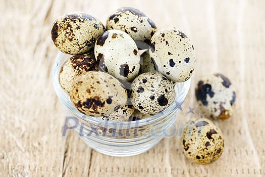 Many small brown spotted quail eggs in bowl Many small brown spotted quail eggs in bowl