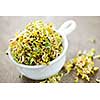 Organic young alfalfa sprouts in a cup