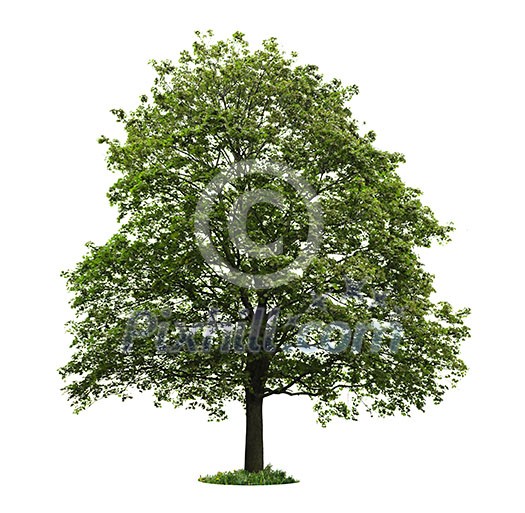 Single maple tree with green leaves isolated on white background