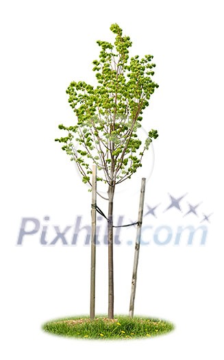 Young linden tree held with wooden stakes isolated on white background