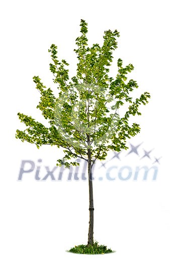 Single maple tree with green leaves isolated on white background Single maple tree with green leaves isolated on white background