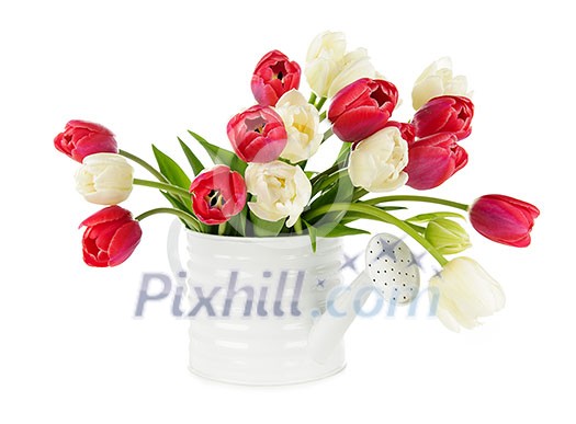 Bouquet of red and white tulips isolated on white background