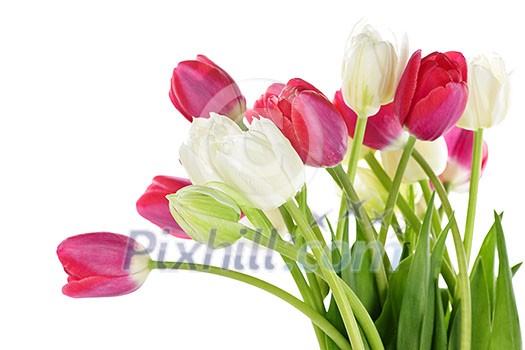 Red and white spring tulips isolated on white background