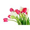 Red and white spring tulips isolated on white background
