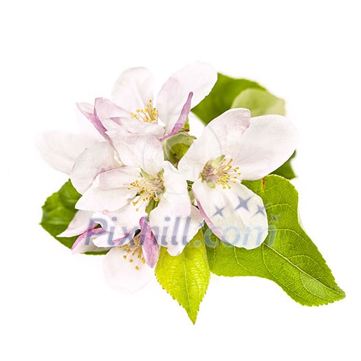 Pink apple blossom isolated on white background Pink apple blossom isolated on white background