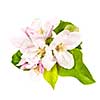 Pink apple blossom isolated on white background