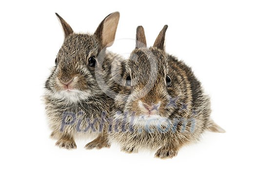 Portrait of two baby wild cottontail rabbits isolated on white background Portrait of two baby wild cottontail rabbits isolated on white background