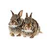 Portrait of two baby wild cottontail rabbits isolated on white background