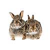 Portrait of two baby wild cottontail rabbits isolated on white background