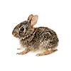 Portrait of baby cottontail bunny rabbit isolated on white background