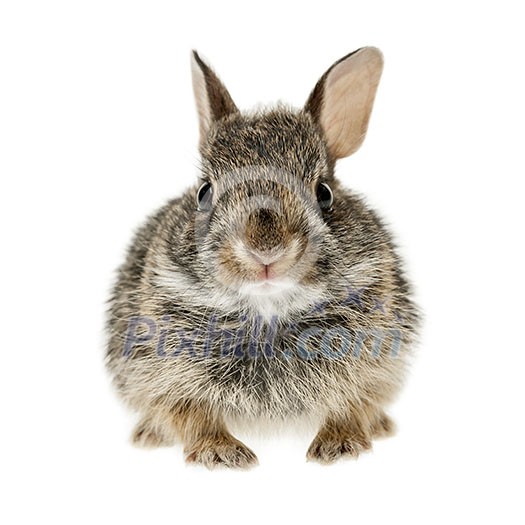 Portrait of baby cottontail bunny rabbit isolated on white background Portrait of baby cottontail bunny rabbit isolated on white background
