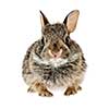 Portrait of baby cottontail bunny rabbit isolated on white background