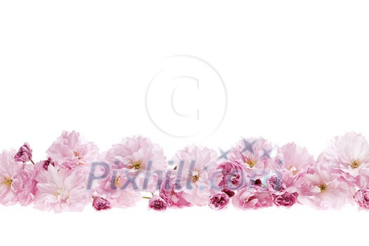 Row of cherry blossom flowers as flower border with copy space isolated on white background