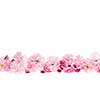 Row of cherry blossom flowers as flower border with copy space isolated on white background