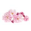 Pink cherry blossom flowers close up isolated on white background