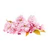 Pink cherry blossom flower arrangement isolated on white background