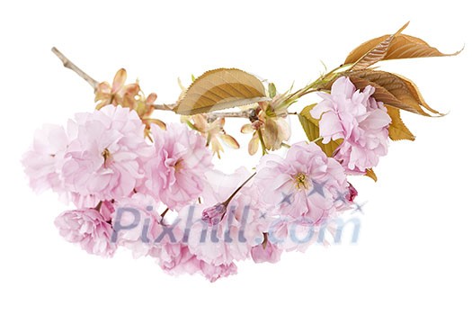 Branch with pink cherry blossom flowers isolated on white background