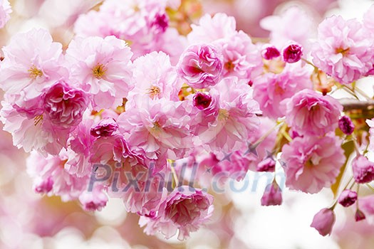 Pink cherry blossom flowers on flowering tree branch blooming in spring