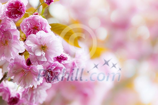 Pink spring background with cherry blossom flowers on flowering tree branch blooming in orchard