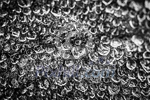Macro closeup of dew drops on leaf in black and white Macro closeup of dew drops on leaf in black and white