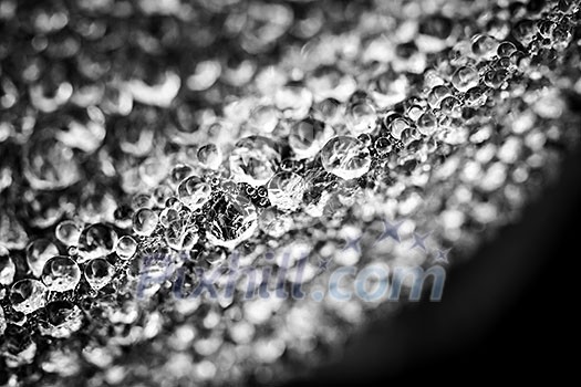 Macro closeup of leaf edge with dew drops in black and white Macro closeup of leaf edge with dew drops in black and white