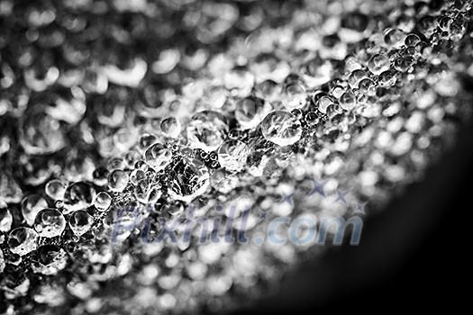 Macro closeup of leaf edge with dew drops in black and white