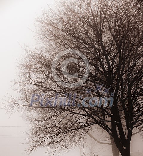 Foggy winter scene of single leafless tree in fog