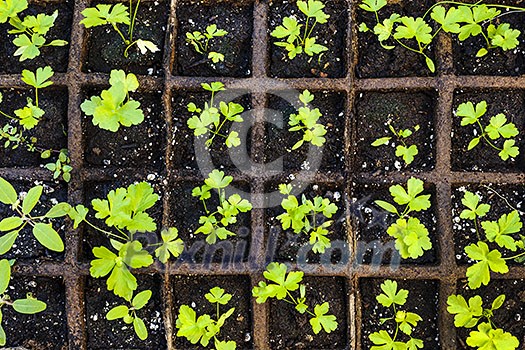 Seedlings of herbs and vegetables growing in grid starter tray
