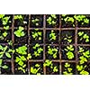 Seedlings of herbs and vegetables growing in grid starter tray