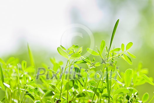 Closeup of green young sprouts growing in garden Closeup of green young sprouts growing in garden
