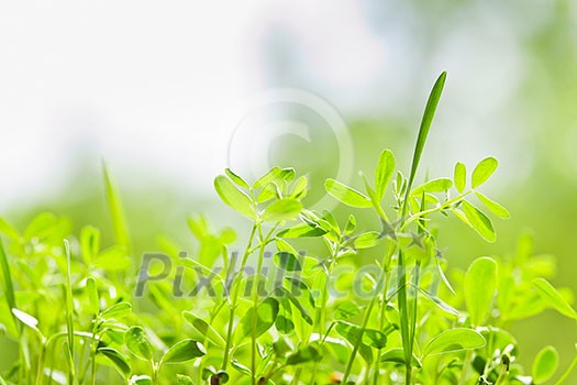 Closeup of green young sprouts growing in garden