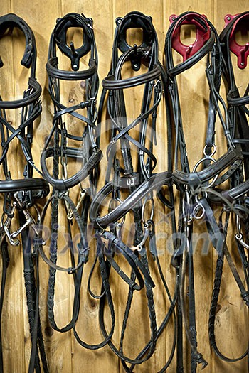 Leather horse bridles and bits hanging on wall of stable